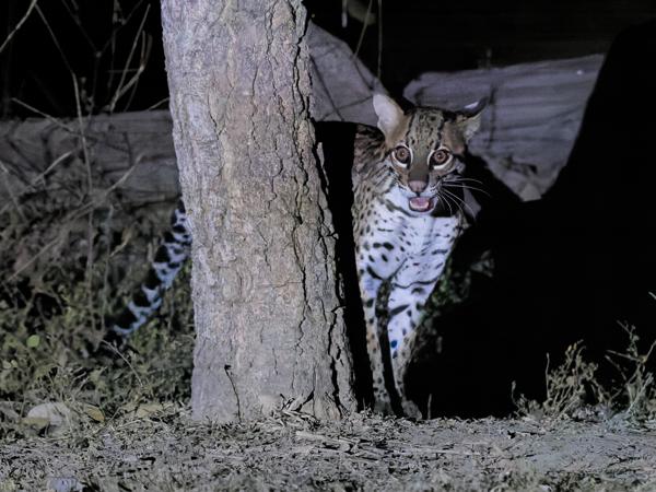 Ocelot (Leopardus pardalis)